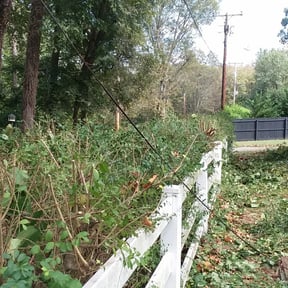 Bush Trimming by Rody & Mel's Landscaping reviewed on August 19, 2025