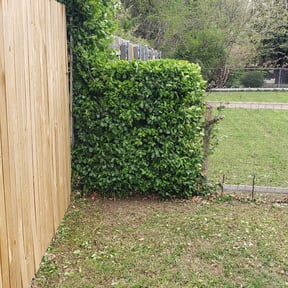 Bush Trimming by Uptown Lawn Care reviewed on August 15, 2025