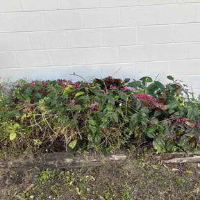 Bush Trimming by Munz Outdoor Solutions LLC reviewed on December 31, 2025