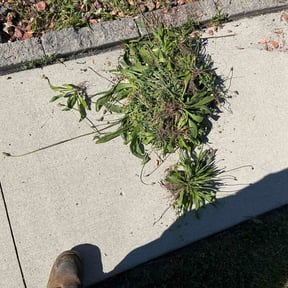 Flower Bed Weeding by Stafford &amp; Son Lawn Care reviewed on June 10, 2026