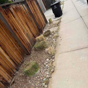 Bush Trimming by Kidas lawn service reviewed on July 7, 2026