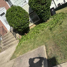 Bush Trimming by All cut reviewed on June 6, 2026