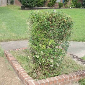 Bush Trimming by Tight Lines LawnService reviewed on August 17, 2025