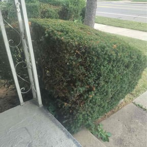 Bush Trimming by MTB Lawn Care reviewed on October 23, 2025
