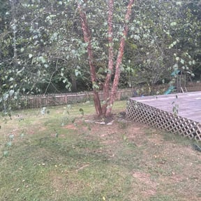 Leaf Removal by Katos lawn service reviewed on November 23, 2025