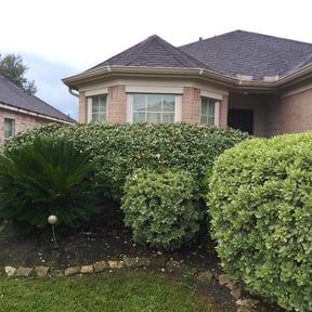 Bush Trimming by Mr.Carter's Landscaping reviewed on August 17, 2025