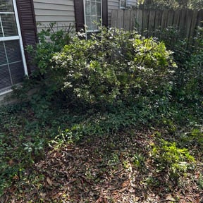 Bush Trimming by Keith Dalke reviewed on October 20, 2025