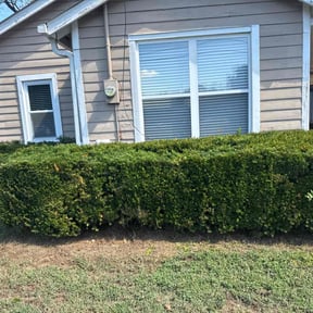 Bush Trimming by Q&amp;C Lawn maintenance reviewed on November 24, 2025