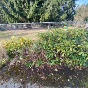 Bush Trimming by Woodside Lawn Care and Landscaping reviewed on August 19, 2025