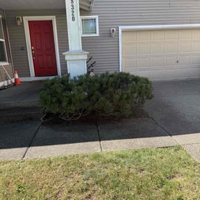 Bush Trimming by All Lawns Matters reviewed on August 19, 2025