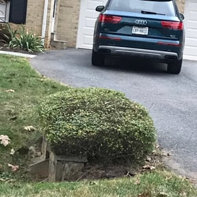 Bush Trimming by Myers Landscaping &amp; Hauling reviewed on July 14, 2023