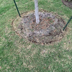 Flower Bed Weeding by DC Landscape reviewed on August 21, 2025