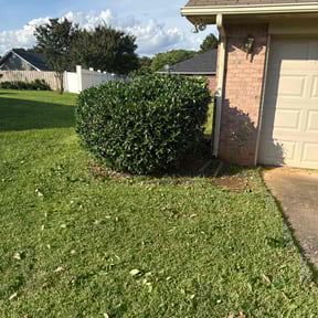 Bush Trimming by Victoria Landscaping, LLc reviewed on August 21, 2025