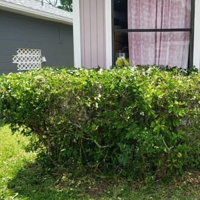 Bush Trimming by It Grow We Mow Lawncare LLC reviewed on August 15, 2025