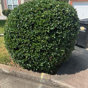 Bush Trimming by Rich Cuts reviewed on December 3, 2025