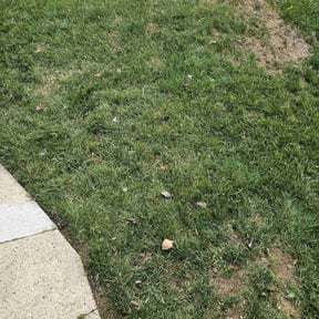 Leaf Removal by Millers lawn care reviewed on September 16, 2025