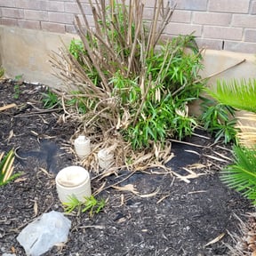 Bush Trimming by Bernal landscaping reviewed on August 19, 2025