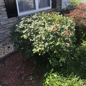 Bush Trimming by Everything Hands On LLC. reviewed on April 3, 2024