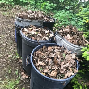 Leaf Removal by MNH reviewed on August 20, 2025