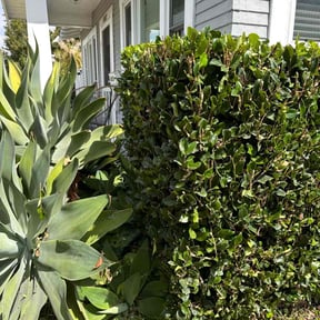 Bush Trimming by Texas Service Professionals reviewed on August 17, 2025