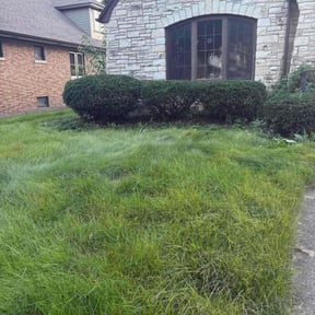 Bush Trimming by JBSglobal property management corporation reviewed on October 21, 2025