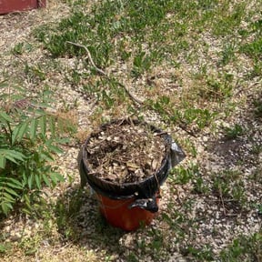 Leaf Removal by Cadillac cuts reviewed on September 29, 2025