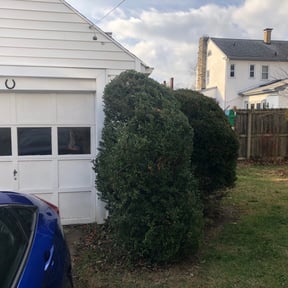 Bush Trimming by TNT Lawn Care reviewed on August 16, 2025