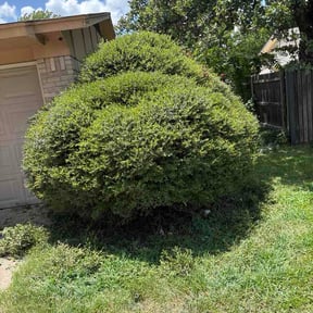 Bush Trimming by SR PRO CONSTRUCTION &amp; LANDSCAPING LLC reviewed on July 8, 2026