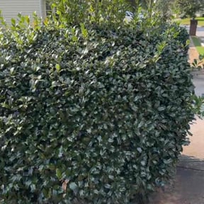 Bush Trimming by A&amp;A Lawn Care reviewed on November 24, 2025