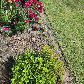 Flower Bed Weeding by A Cut Above reviewed on June 16, 2026
