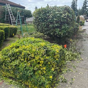 Bush Trimming by Fisher services reviewed on April 18, 2026