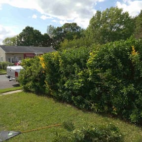 Bush Trimming by Earthly Services reviewed on November 9, 2017