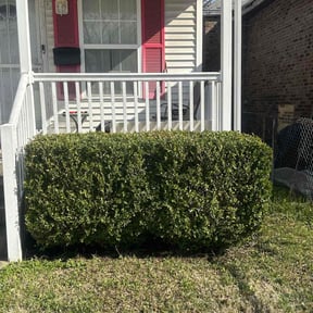 Bush Trimming by Dee Jays lawn service reviewed on August 18, 2025