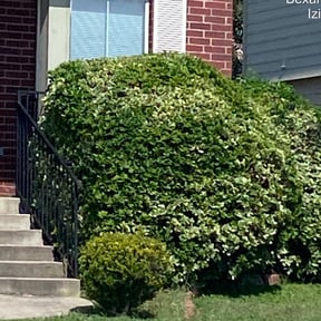 Bush Trimming by Rocky Top Lawn reviewed on August 19, 2025