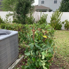 Bush Trimming by Jake of All Trades reviewed on August 21, 2025