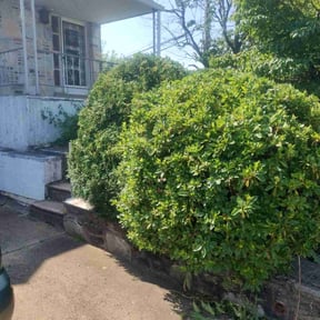 Bush Trimming by DrLawnCare LLC reviewed on August 16, 2025