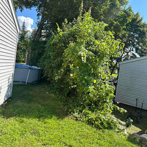 Bush Trimming by Cimino  landscaping reviewed on August 26, 2026