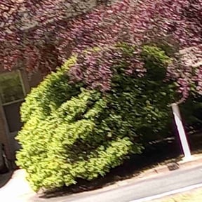 Bush Trimming by Walt's Lawn Care reviewed on August 15, 2025