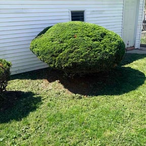 Bush Trimming by CM Lawn Care LLC reviewed on April 19, 2026