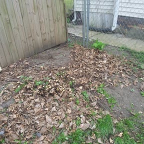 Bush Trimming by M-N-M Lawn care service reviewed on August 15, 2025