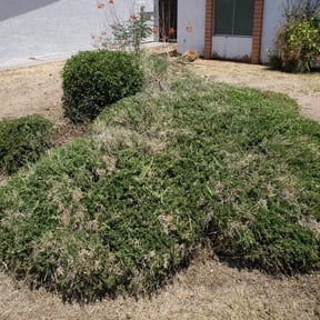 Bush Trimming by Rivera and Son's Services reviewed on August 17, 2025