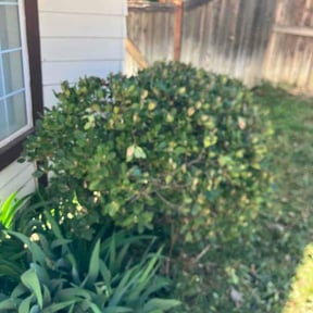 Bush Trimming by Cedar Creek Landscaping reviewed on March 15, 2026