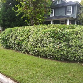 Bush Trimming by The yard guy's reviewed on August 18, 2025