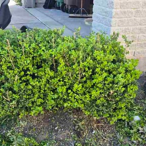 Bush Trimming by Carpenters Lawn Care reviewed on March 19, 2026