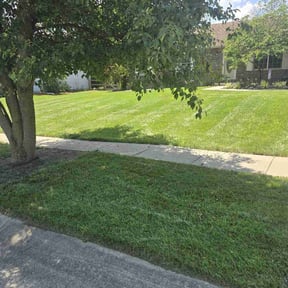 grass maintenance by Sosebee&#039;s lawn care reviewed on August 19, 2025