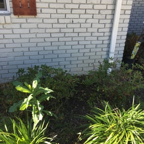 Bush Trimming by Phelps Lawn Care reviewed on August 17, 2025