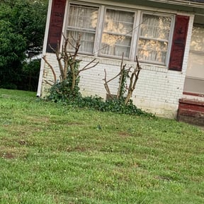 Bush Trimming by Lawns by Josh reviewed on August 17, 2025