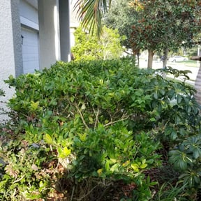 Bush Trimming by Perry Family Maintenance LLC reviewed on August 21, 2025