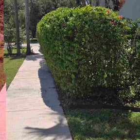 Bush Trimming by Ochoa Landscape and Irrigaton LLC reviewed on November 18, 2025