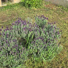 Flower Bed Weeding by Patriot's Lawn Patrol LLC reviewed on April 17, 2026